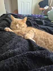 Reunited Male Cat last seen Cedarcrest middle school , Parkland, WA 98447