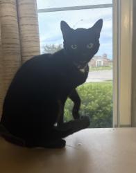 Lost Female Cat last seen Stoney Springs Rd & W Alkaline Springs Rd by Helke Park, Vandalia, OH 45377