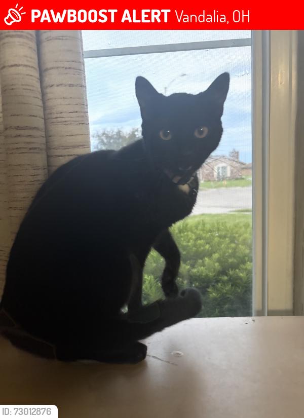 Lost Female Cat last seen Stoney Springs Rd & W Alkaline Springs Rd by Helke Park, Vandalia, OH 45377