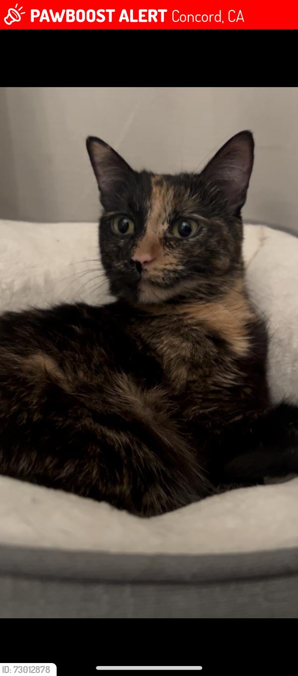 Lost Female Cat last seen Red Maple Ct., Concord, CA 94521