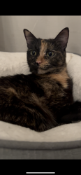 Lost Female Cat last seen Red Maple Ct., Concord, CA 94521