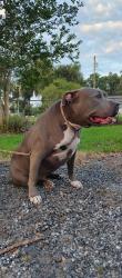 Found/Stray Female Dog last seen Kildeer drive, Crystal Springs, FL 33540