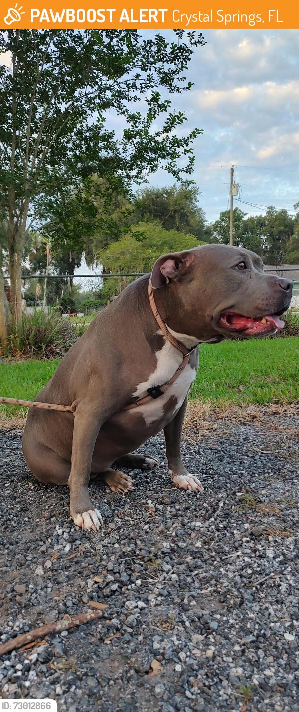 Found/Stray Female Dog last seen Kildeer drive, Crystal Springs, FL 33540