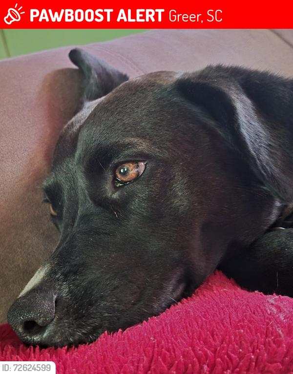 Lost Female Dog last seen Hwy.80 Victor Hill Rd. , Greer, SC 29651