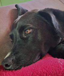 Lost Female Dog last seen Hwy.80 Victor Hill Rd. , Greer, SC 29651