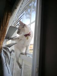 Reunited Female Cat last seen Middle of Laketree blvd road, Spring Lake, NC 28390