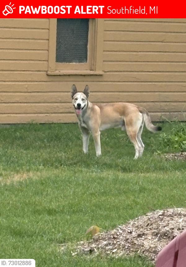 Lost Male Dog last seen Near Southfield rd , Southfield, MI 48075