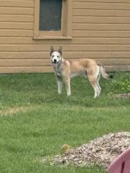 Lost Male Dog last seen Near Southfield rd , Southfield, MI 48075
