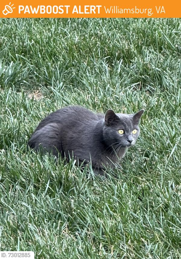 Found/Stray Unknown Cat last seen Greensprings West, Williamsburg, VA 23188