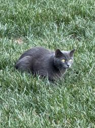 Found/Stray Unknown Cat last seen Greensprings West, Williamsburg, VA 23188