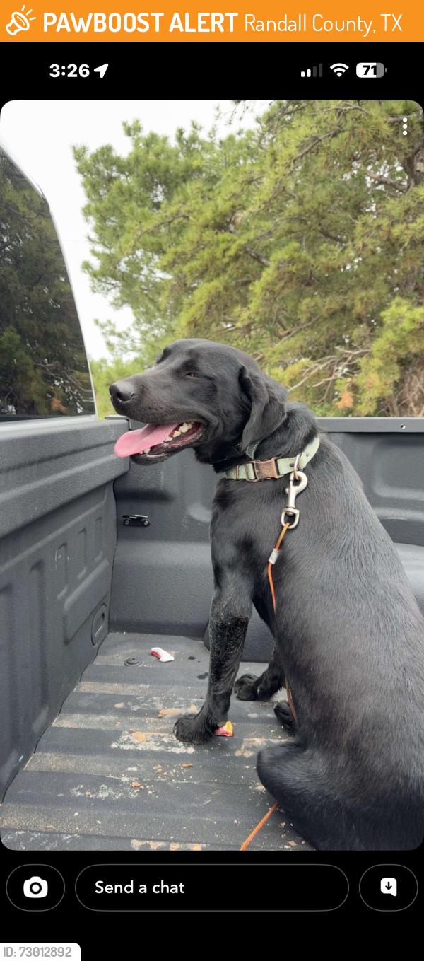 Found/Stray Male Dog last seen Osage & Claude highway, Randall County, TX 79118