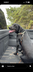 Found/Stray Male Dog last seen Osage & Claude highway, Randall County, TX 79118