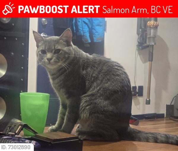 Lost Male Cat last seen Near st, Salmon Arm, BC V1E