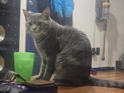 Lost Male Cat last seen Near st, Salmon Arm, BC V1E