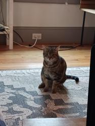 Lost Female Cat last seen Country Club Rd, Winston-Salem, NC 27104
