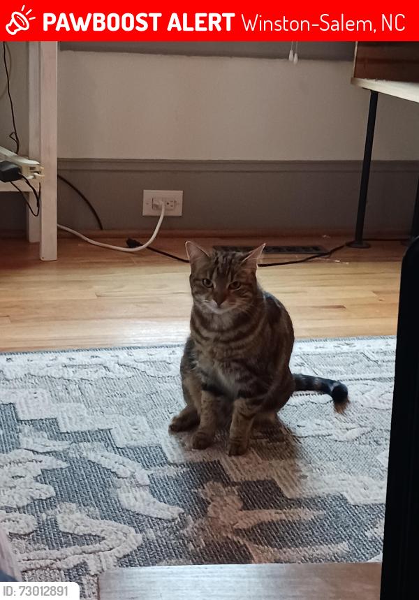 Lost Female Cat last seen Country Club Rd, Winston-Salem, NC 27104