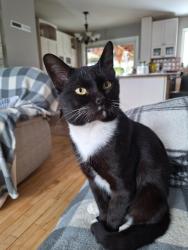 Lost Male Cat last seen Tétrault, Brigham, QC J2K 4A1