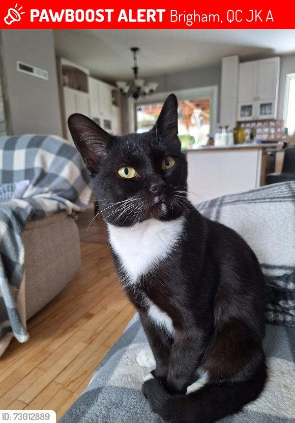 Lost Male Cat last seen Tétrault, Brigham, QC J2K 4A1