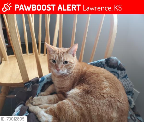 Lost Male Cat last seen W 27th Street and Alabama Street, Lawrence, KS 66046