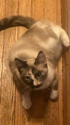 Reunited Female Cat last seen Martin way E and Marvin Road NE, Olympia, WA 98516