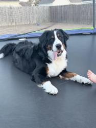 Lost Male Dog last seen Willowbrook Neighborhood , Pikeville, NC 27863