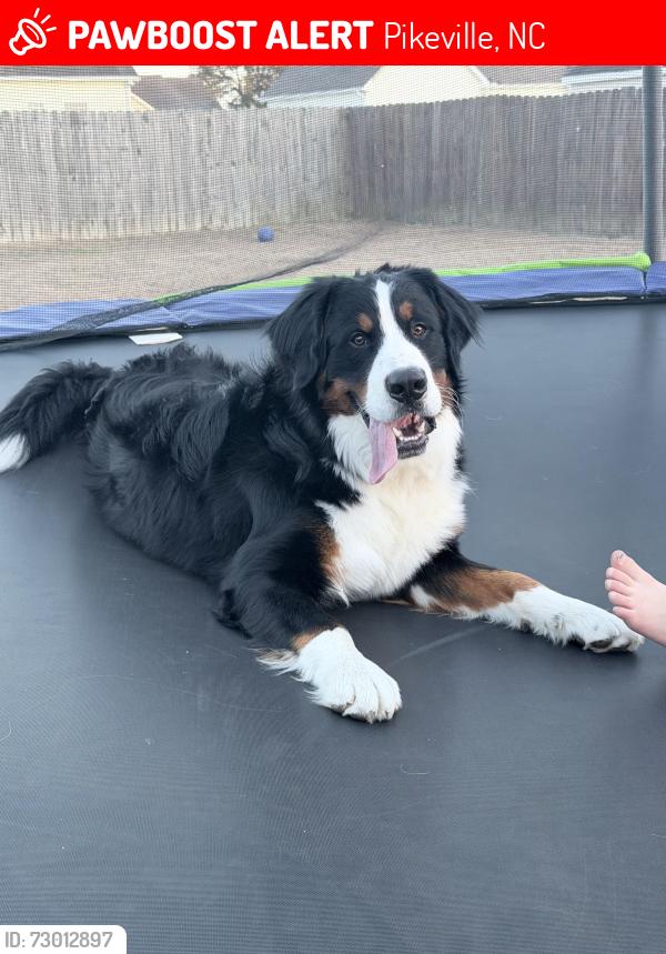 Lost Male Dog last seen Willowbrook Neighborhood , Pikeville, NC 27863
