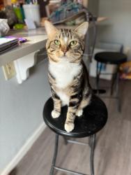 Lost Male Cat last seen Gill st, Watertown, NY 13601