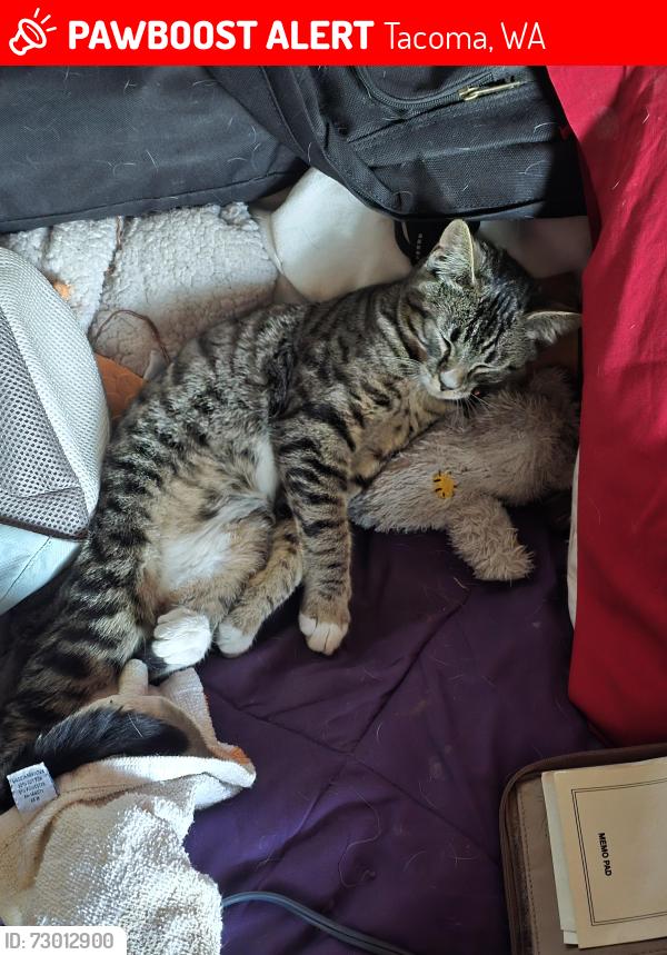Lost Female Cat last seen S 64th St and Park Ave S, Tacoma, WA 98408