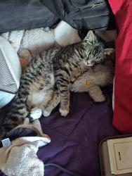 Lost Female Cat last seen S 64th St and Park Ave S, Tacoma, WA 98408