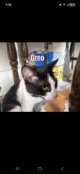 Lost Male Cat last seen Southport, Southport, IN 46227