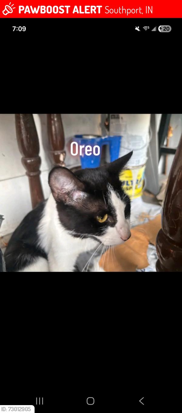 Lost Male Cat last seen Southport, Southport, IN 46227