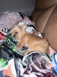 Lost Female Dog last seen Nahunta pork center , Wayne County, NC 27863