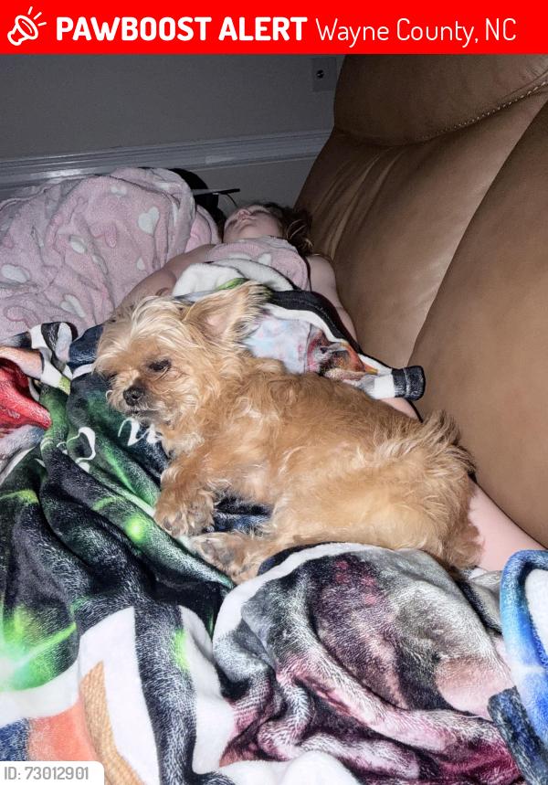 Lost Female Dog last seen Nahunta pork center , Wayne County, NC 27863