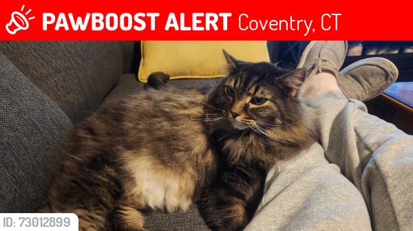Lost Male Cat last seen South st, Coventry, CT 06238
