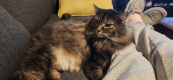 Lost Male Cat last seen South st, Coventry, CT 06238