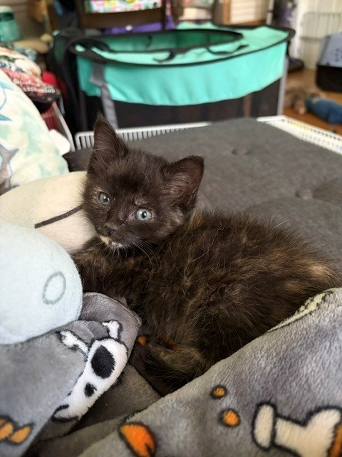 Shelter Stray Female Cat last seen Near BLOCK SMYRNA PKWY, 3528 Newburg Rd, Louisville, KY 40218, USA