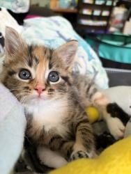 Shelter Stray Female Cat last seen Near BLOCK SMYRNA PKWY, 3528 Newburg Rd, Louisville, KY 40218, USA