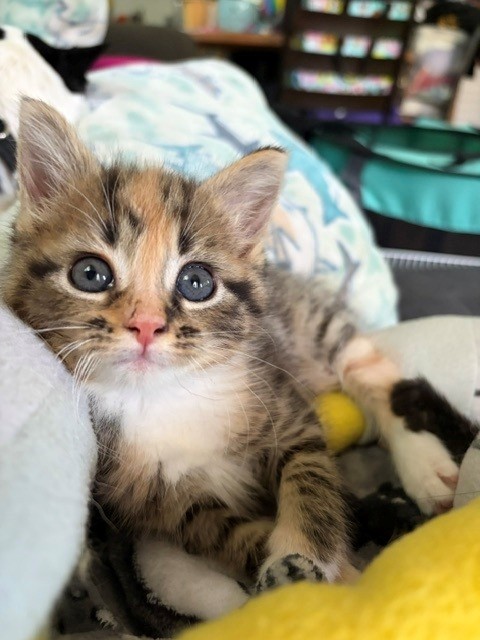 Shelter Stray Female Cat last seen Near BLOCK SMYRNA PKWY, 3528 Newburg Rd, Louisville, KY 40218, USA