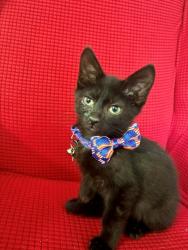 Shelter Stray Male Cat last seen SHAWNEE PARK, 3528 Newburg Rd, Louisville, KY 40218, USA