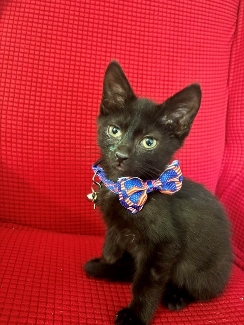 Shelter Stray Male Cat last seen SHAWNEE PARK, 3528 Newburg Rd, Louisville, KY 40218, USA