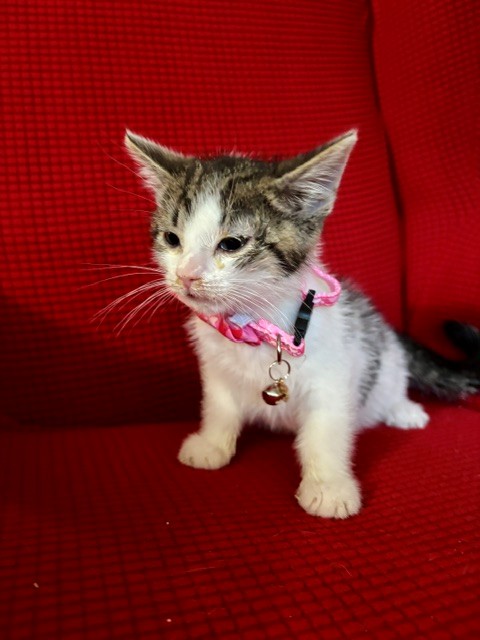 Shelter Stray Male Cat last seen Near BLOCK LENOVER, 3528 Newburg Rd, Louisville, KY 40218, USA