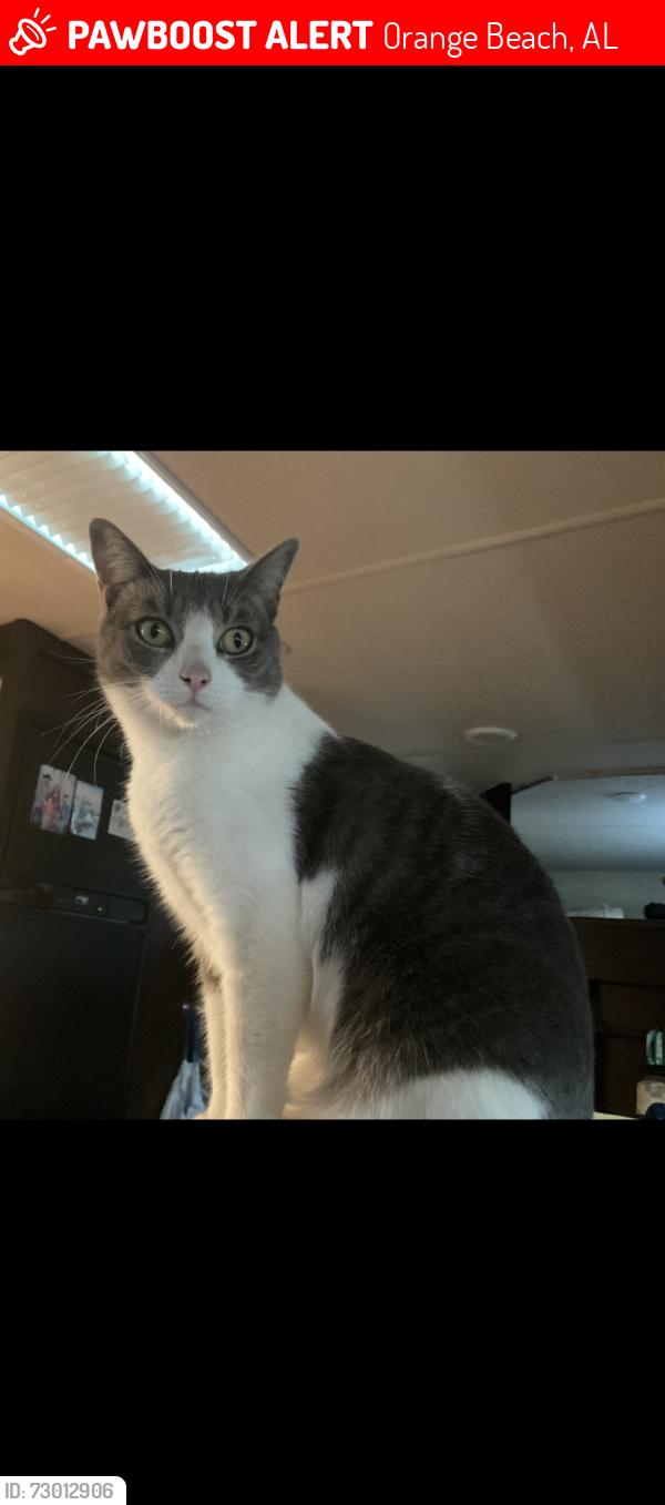 Lost Female Cat last seen Orange beach blvd and west oak ridge dr orange beach al 36561, Orange Beach, AL 36561