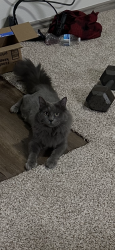 Lost Male Cat last seen Near s forum dr, Grand Prairie, TX 75052