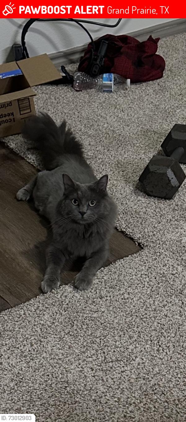 Lost Male Cat last seen Near s forum dr, Grand Prairie, TX 75052