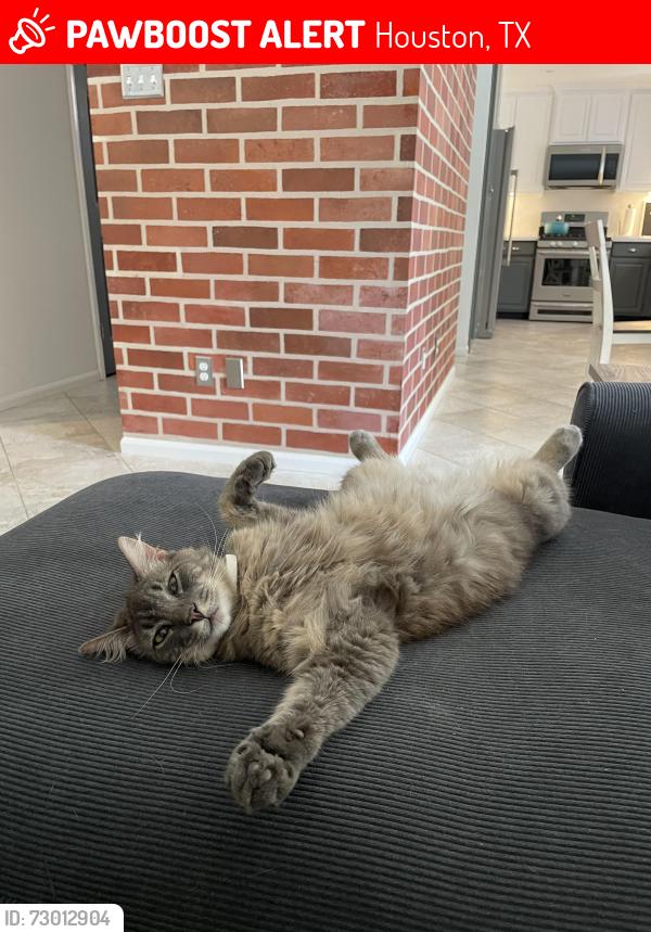 Lost Male Cat last seen Pine Prairie Lane, Northpark, Houston, TX 77345