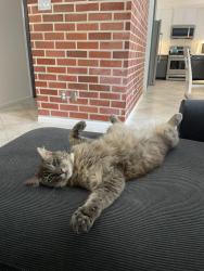 Lost Male Cat last seen Pine Prairie Lane, Northpark, Houston, TX 77345