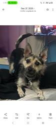 Lost Female Dog last seen I 10 and schwab Rd in Seguin TX, Seguin, TX 78155