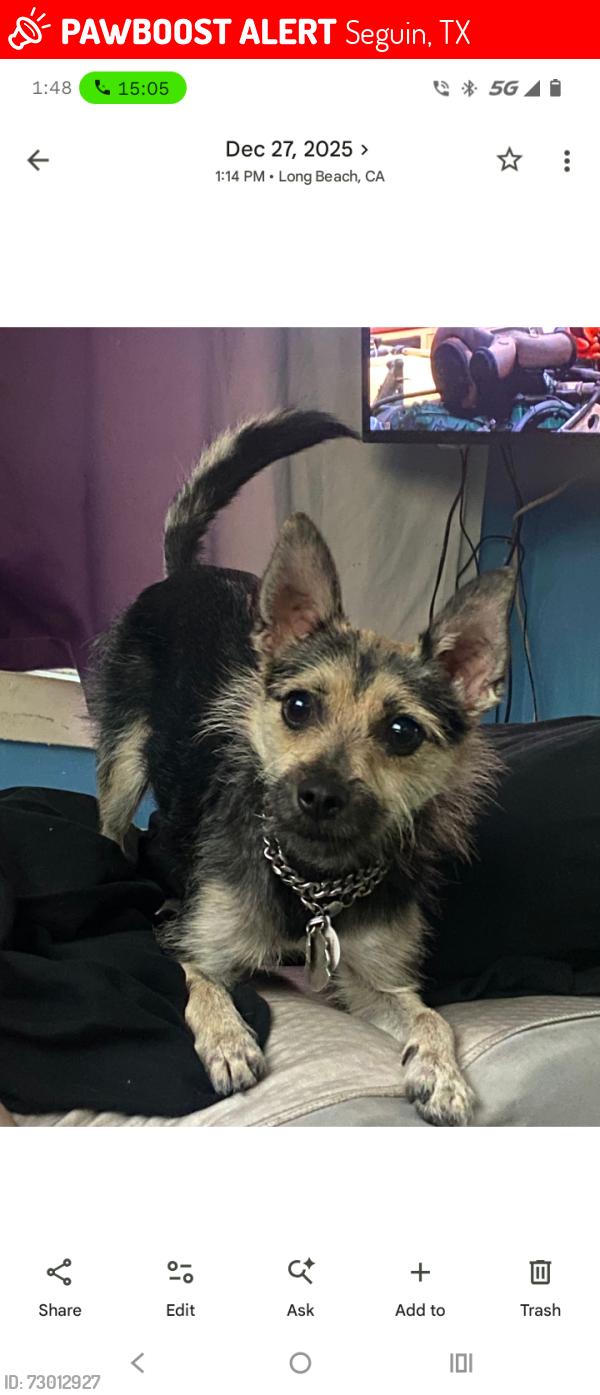 Lost Female Dog last seen I 10 and schwab Rd in Seguin TX, Seguin, TX 78155