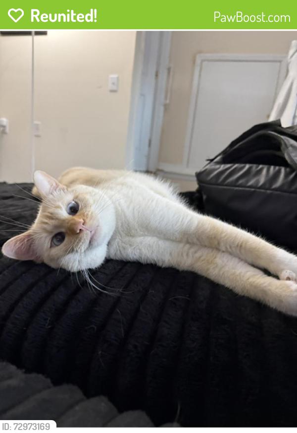 Reunited Male Cat last seen Rock springs Middle school, Smyrna, TN 37167