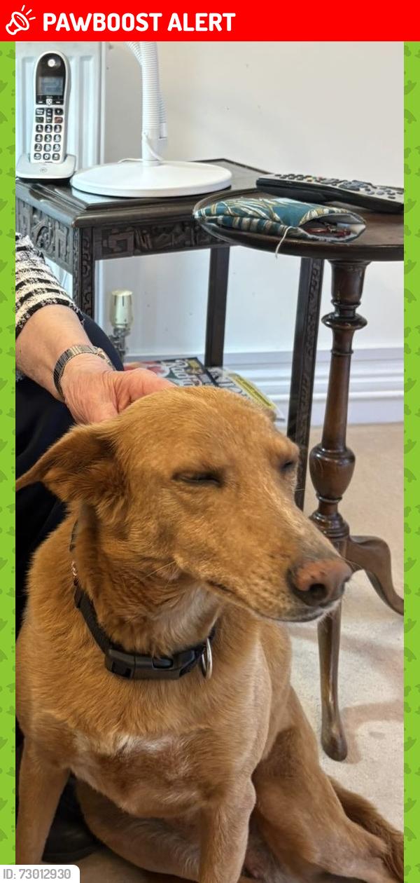 Lost Female Dog last seen Askew Road W12, Greater London, England W12